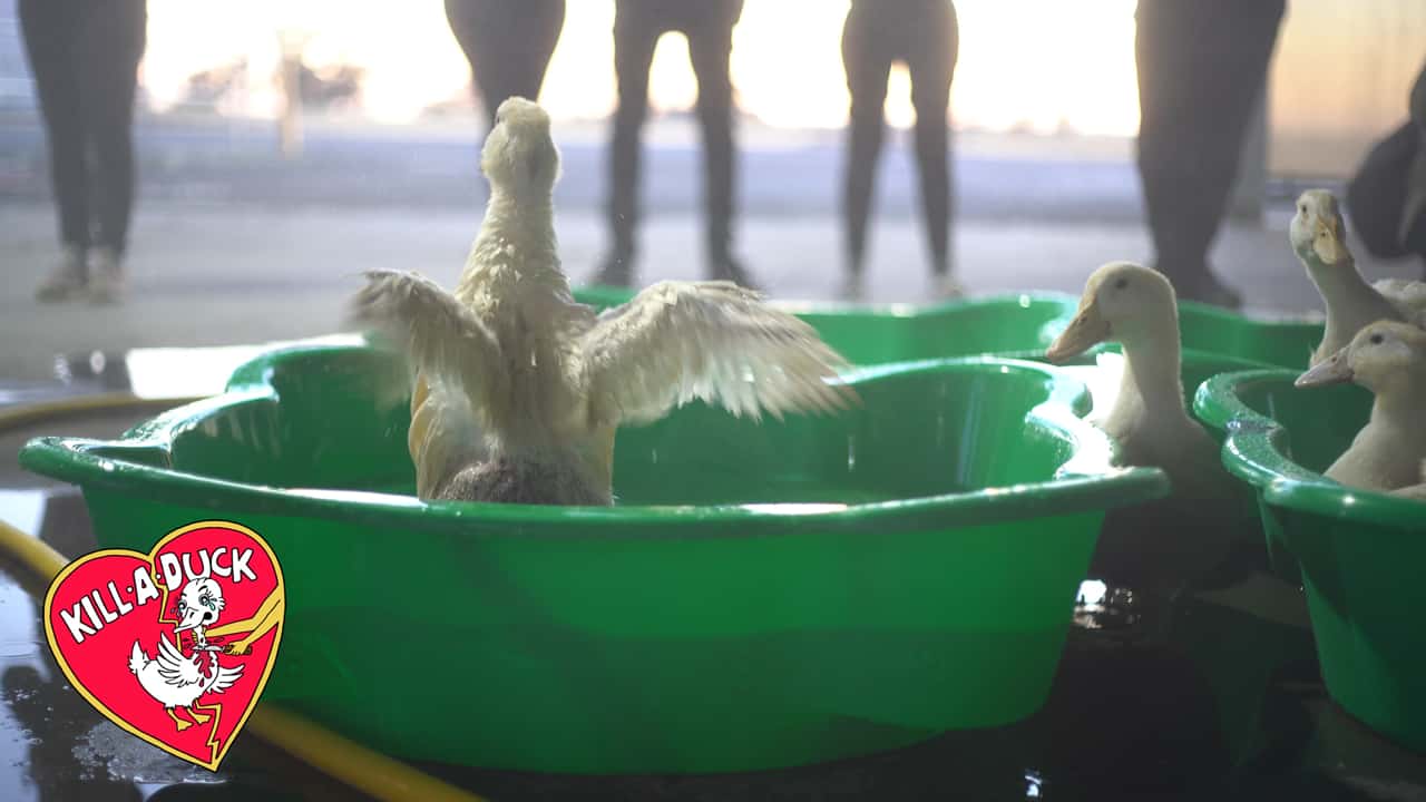 'Kill-a-Duck': Activists raid Luv-a-Duck slaughterhouse