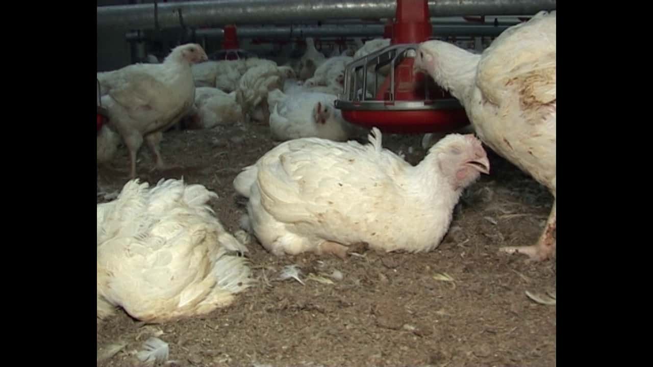 Victorian Broiler Farm, April 2010