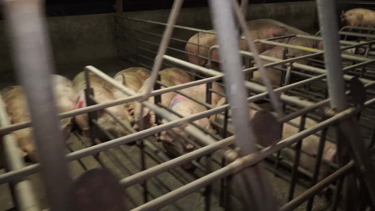 Sow Housing - Yelmah Piggery SA 2015-16