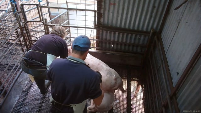 Worker beating pig with chain