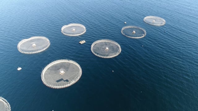 Drone flyover of offshore salmon farm