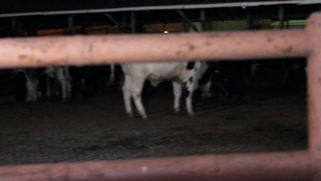 Manning Beef April 15th 2019