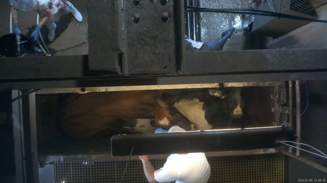 SHORT Welfare breaches (cows)