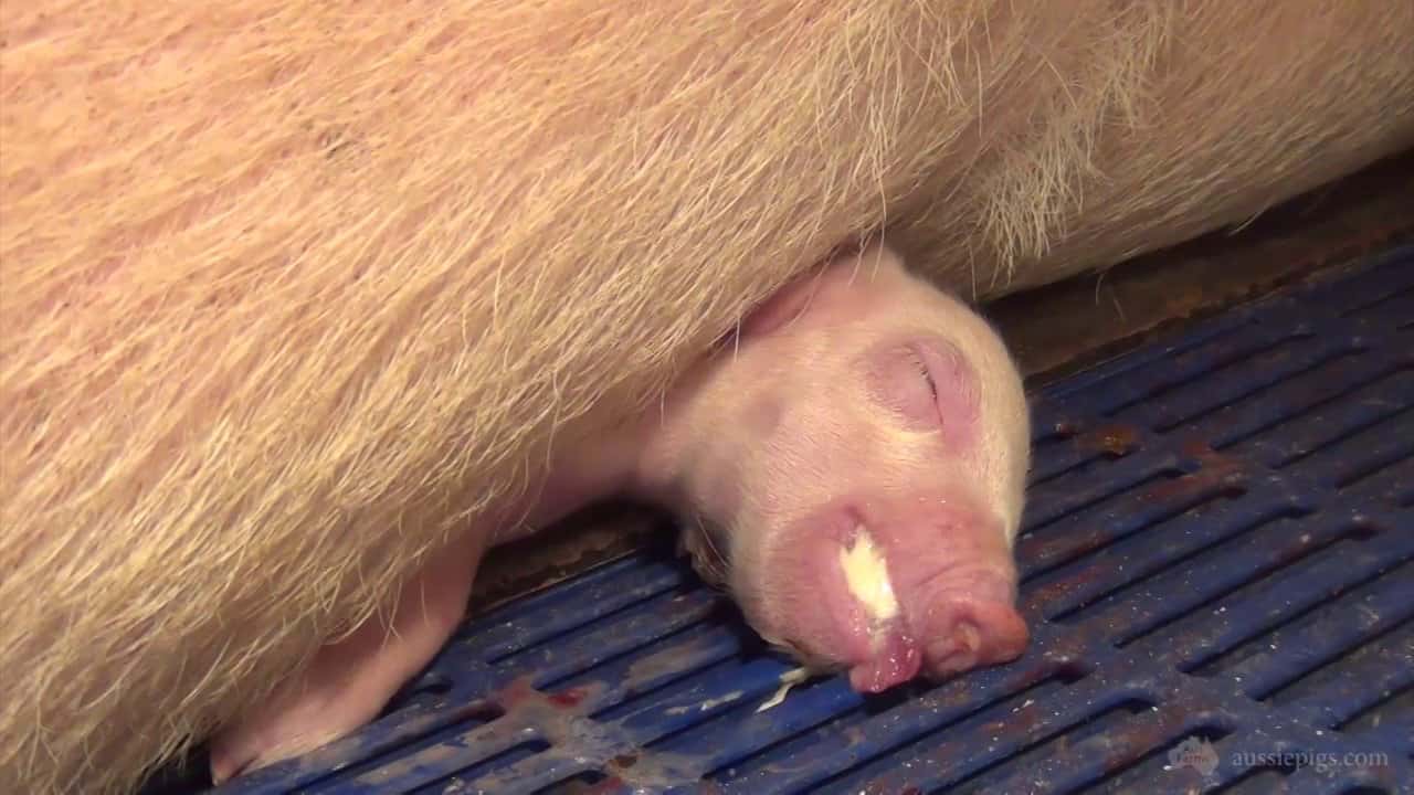 Piglet overlay in Australian farrowing crates - Blantyre Farms, NSW 2013