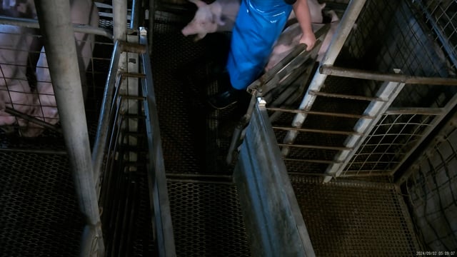 Hidden camera: pig race