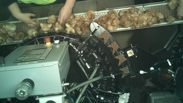 Debeaking of female chicks at SBA Hatchery, Huntly VIC