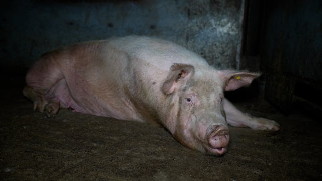 Handheld footage of animals in slaughterhouse holding pens