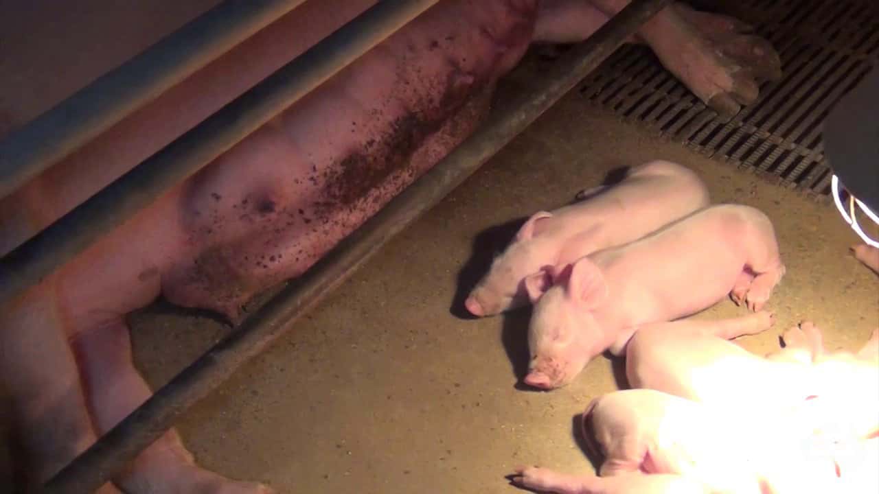 Australian farrowing crates, Lansdowne Piggery NSW, 2013