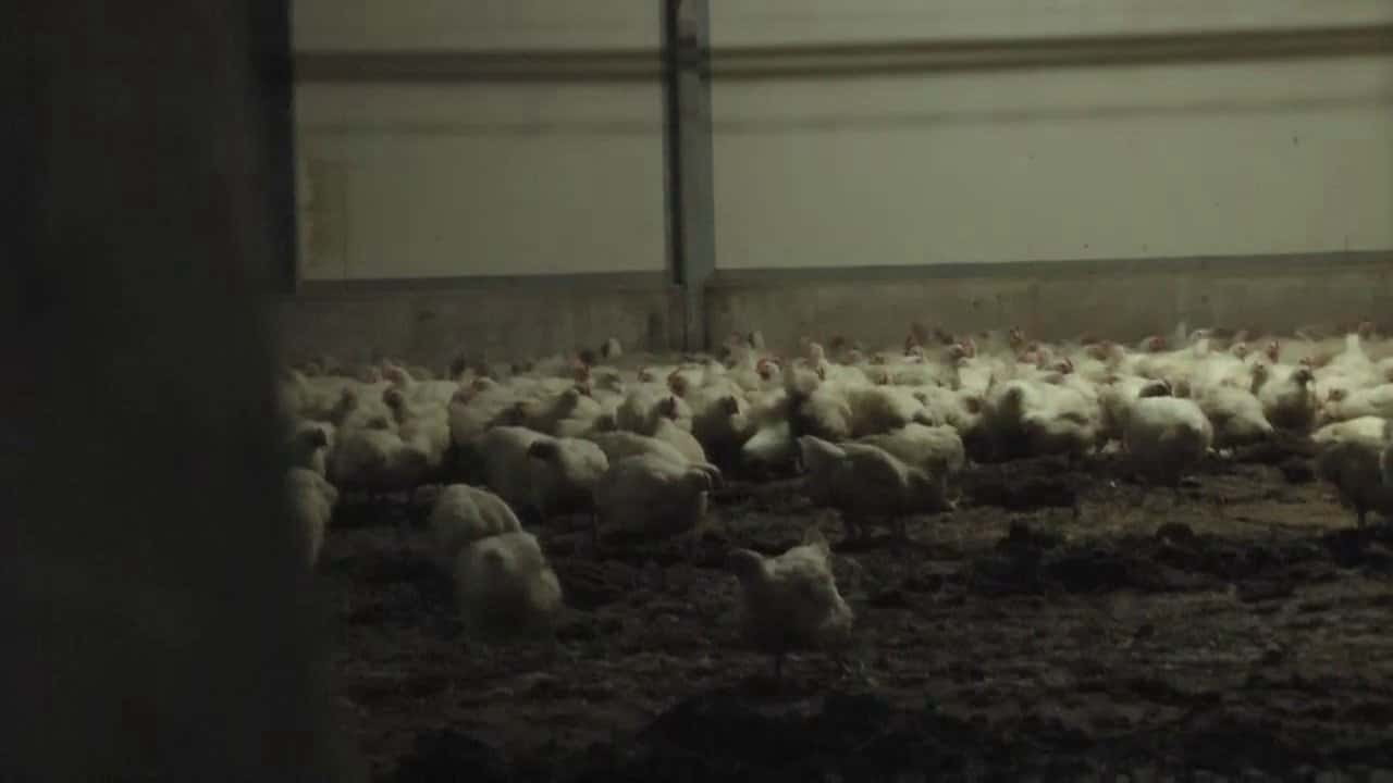 Baiada Broiler Farm, SA 2011