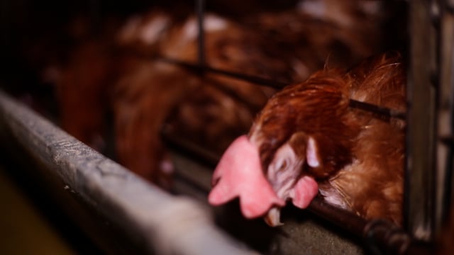 Laying hens in enriched cages