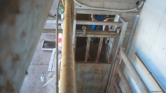 Hidden camera angle - End of cattle race