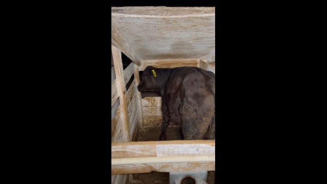 TH v big calf dirty stall 1117