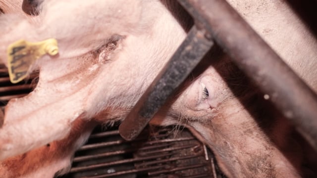 Sow in farrowing crate