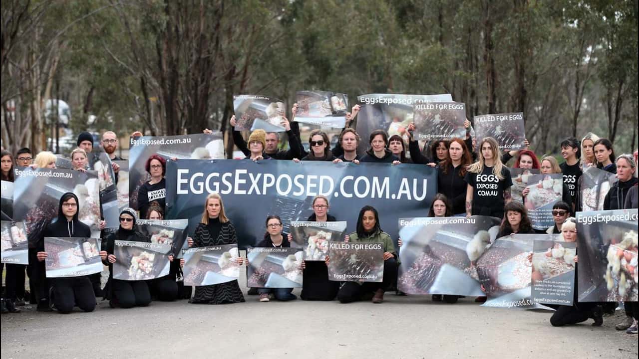 Activists enter and shut down SBA Hatchery VIC - 21 July 2016