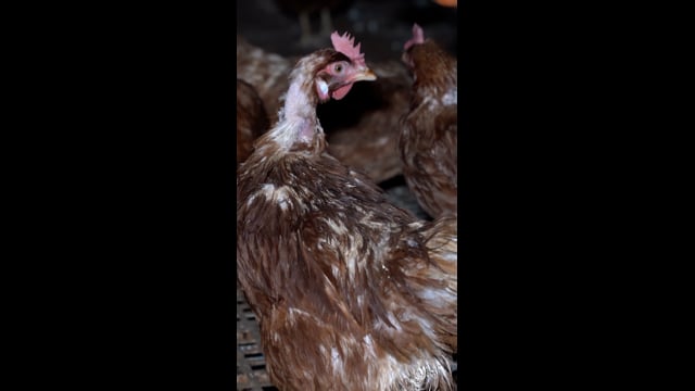 Moulting (Vertical) - Josh's Rainbow Eggs