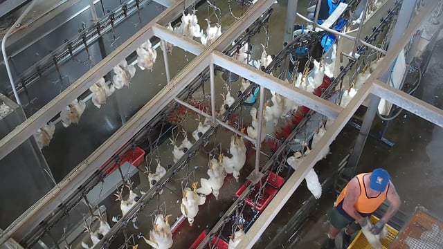 Tinder Creek duck slaughterhouse NSW (campaign video)