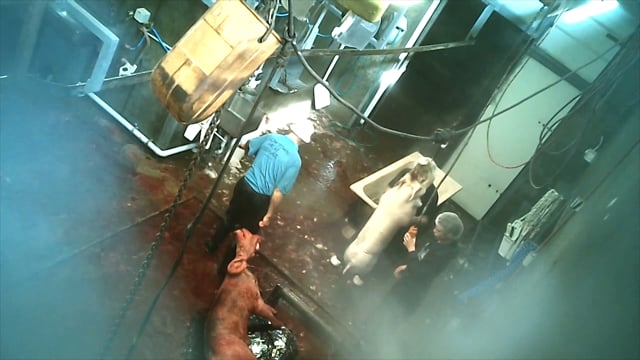 Pig slaughter - Snowtown abattoir, SA