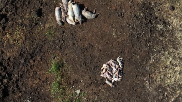 Rosenberger Piggery