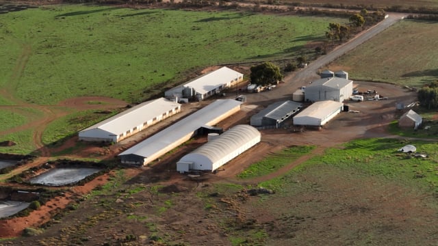 Drone flyover of breeder piggery