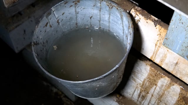 Teresita big calf dirty water