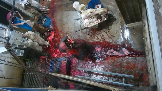 Cruelty complaint - incident examples (short)