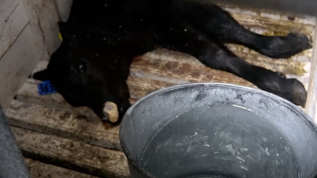 Tuenissen second dead calf 1112