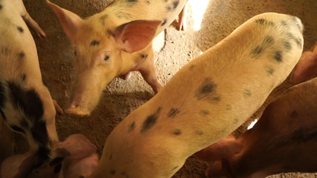 vecteezy_many-pigs-in-a-animal-farm_8854031