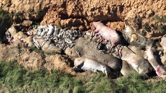 Dead pile of pigs at Riverbend Piggery