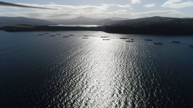 Drone flyover of offshore salmon farm