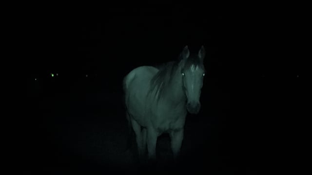 Horses at Peter Loffel's illegal knackery