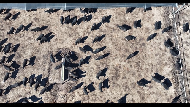 Nullamanna Feedlot - Inverell NSW
