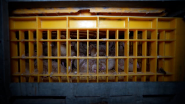 Ducks in crates