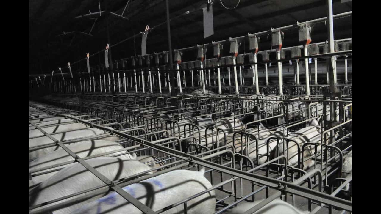 CEFN Breeder Piggery, near Clifton QLD, Australia 2013