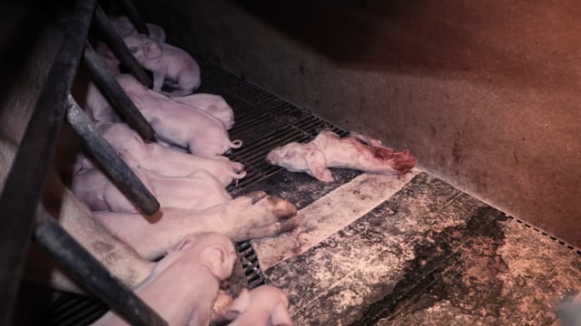 Dead half-eaten piglet in farrowing crate