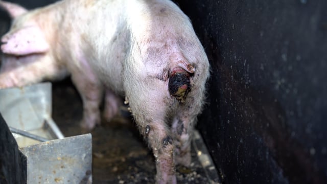Handheld - weaners & growers