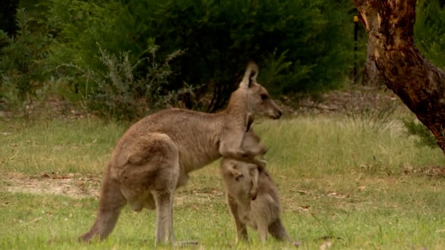 Kangaroo Shooting Outreach Video (1080p) Compilation