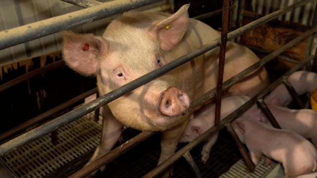 Handheld Summary - Farrowing