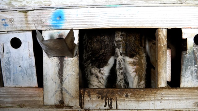 Tule big calf dirty hutch