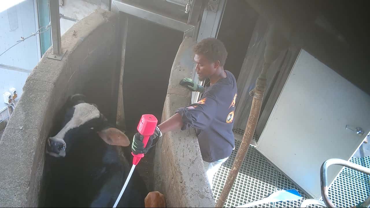 Cruelty complaint - incident examples