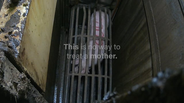 A mother dying alone in a gas chamber