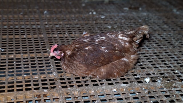 Josh's Rainbow Eggs - Handheld Compilation