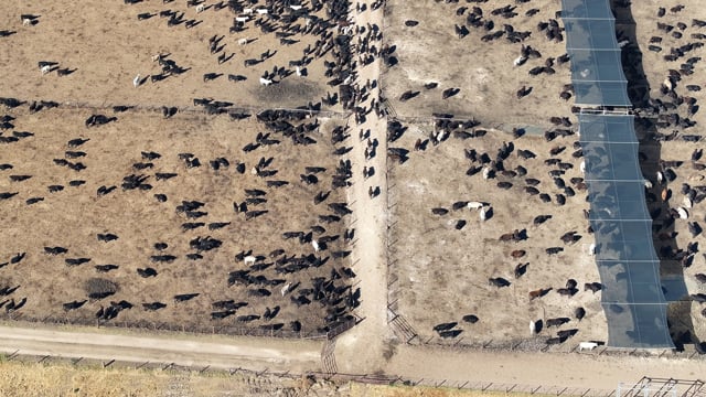 Gunnee Feedlot - Delungra NSW