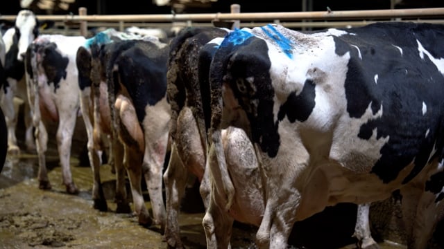 Dairy Outreach Footage 2025 (1080p)