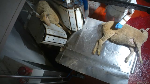 Hidden camera angle - sheep stun and kill
