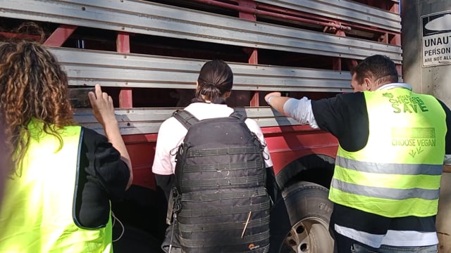 Animal rights advocates bearing witness to pigs being unloaded at Benalla Slaughterhouse in Victoria