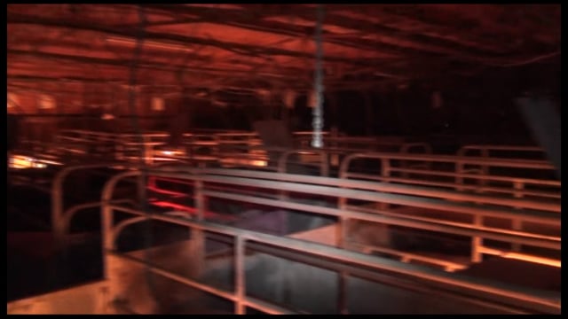 Allain's Piggery NSW - Standard Australian Pig Farming