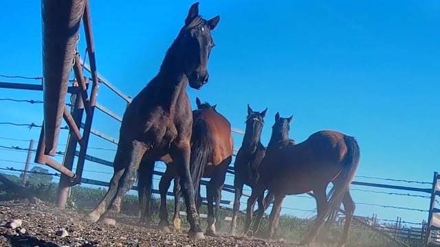 Peter Loffel's Illegal Racehorse Knackery