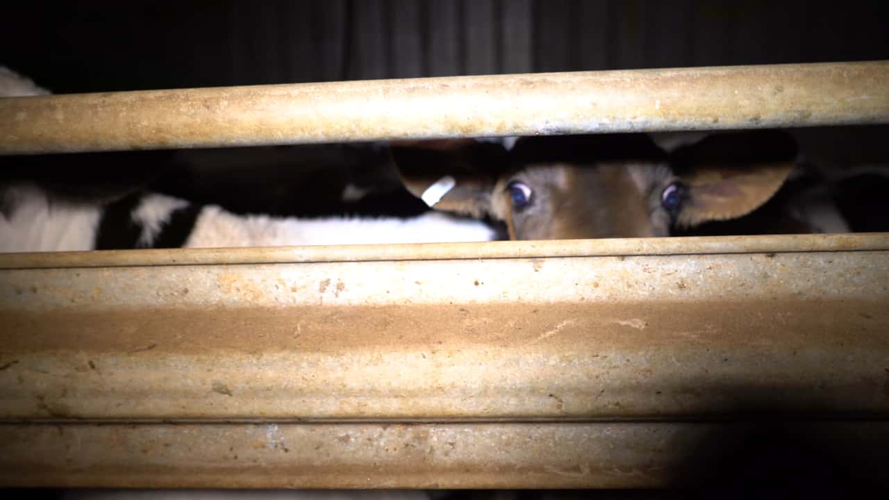 Calves in holding pens at Cressy Abattoir TAS