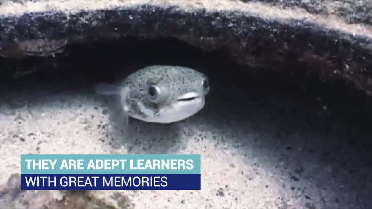 Facts about fish