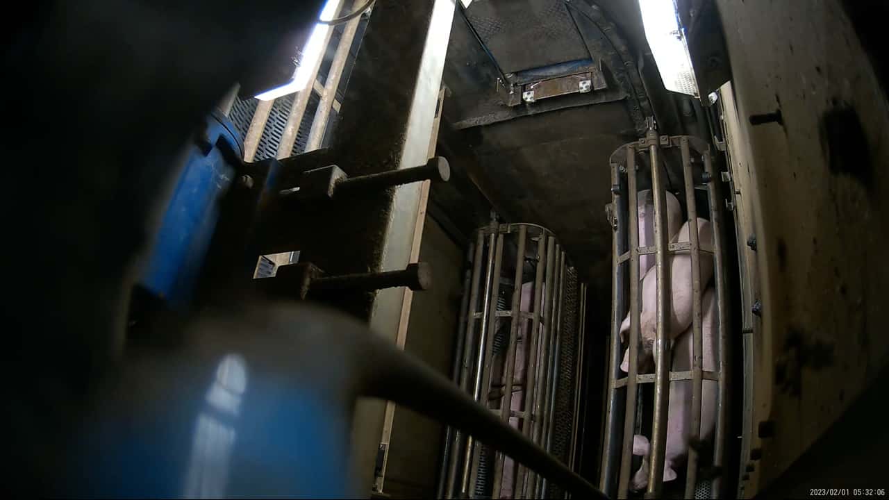 Pigs in gas chamber (hidden cam)